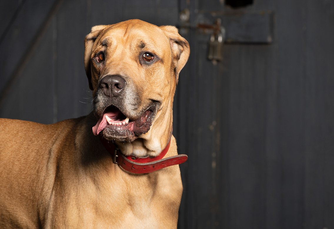 this large dog portrait photo, shows the editing process of before and after, for photos by davino pets life