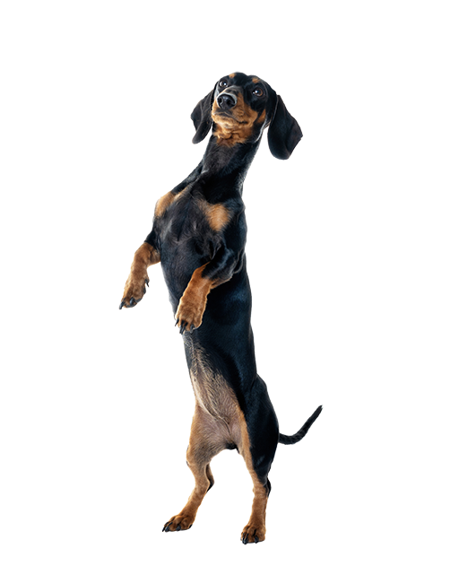 a Dachshund standing up tall, photo taken in a photo studio photography