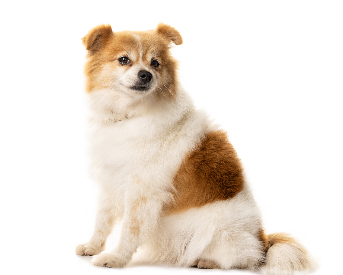 Pet Photo gallery image to open up the pet photography page of all pets, like dogs, cats, birds, chicken, people, fish